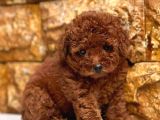 Sevi̇mli̇ Toy Poodle Yavrumuz