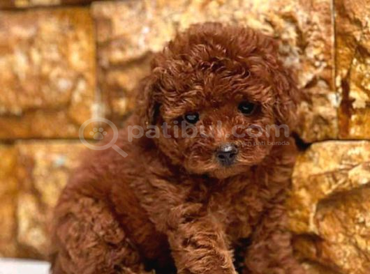 Sevi̇mli̇ Toy Poodle Yavrumuz görsel
