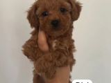 TOY POODLE SEVİMLİ YAVRULAR EV ÜRETİMİ