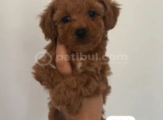 Toy Poodle Sevi̇mli̇ Yavrular Ev Üreti̇mi̇