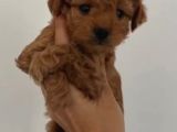 Toy Poodle Sevi̇mli̇ Yavrular Ev Üreti̇mi̇