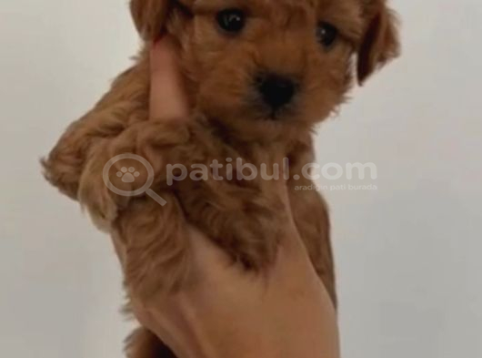 Toy Poodle Sevi̇mli̇ Yavrular Ev Üreti̇mi̇ görsel
