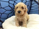 MALTİPOO CİNSİ YAVRULAR EV ÜRETİMİ