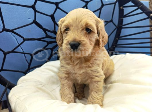 MALTİPOO CİNSİ YAVRULAR EV ÜRETİMİ