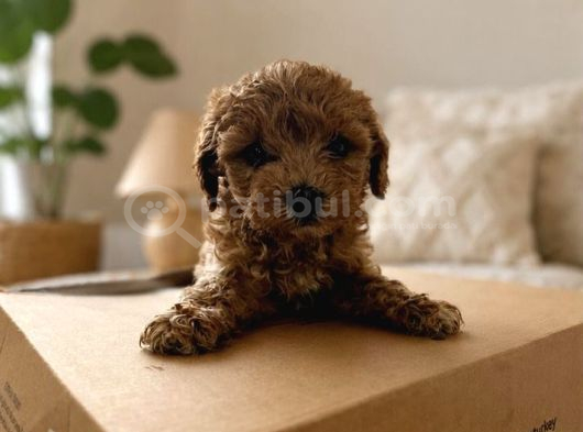 4 Kg Garantili Poodle Bebekler