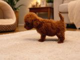 Koyu Red Brown Toy Poodle Yavruları Sağlıklı Aşılı Teacupboy