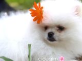 Kore Teacup Pomeranian Bebek