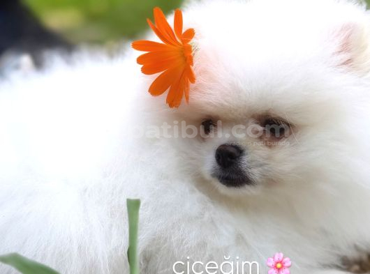 Kore Teacup Pomeranian Bebek