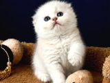 Scottish Fold silver