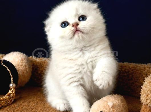 Scottish Fold Silver
