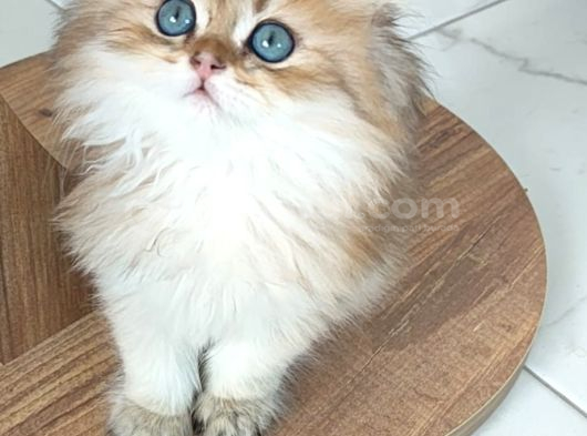 Brithish Longhair Golden Bebekler Denizli