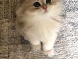 Brithish Longhair Golden Bebekler Denizli