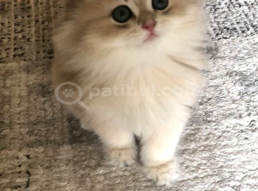 Brithish Longhair Golden Bebekler Denizli görsel
