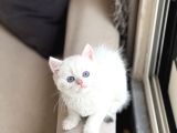 Okyanus Mavi̇ Göz Sevi̇mli̇ Surat Bri̇ti̇sh Shorthai̇r
