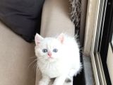Okyanus Mavi̇ Göz Sevi̇mli̇ Surat Bri̇ti̇sh Shorthai̇r