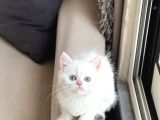 Okyanus Mavi̇ Göz Sevi̇mli̇ Surat Bri̇ti̇sh Shorthai̇r