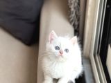 OKYANUS MAVİ GÖZ SEVİMLİ SURAT BRİTİSH SHORTHAİR