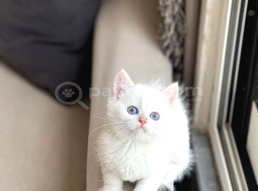 Okyanus Mavi̇ Göz Sevi̇mli̇ Surat Bri̇ti̇sh Shorthai̇r