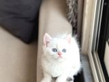 Okyanus Mavi̇ Göz Sevi̇mli̇ Surat Bri̇ti̇sh Shorthai̇r