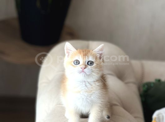 Safkan Scrli̇ Bri̇ti̇sh Shorthai̇r Golden Yavrum