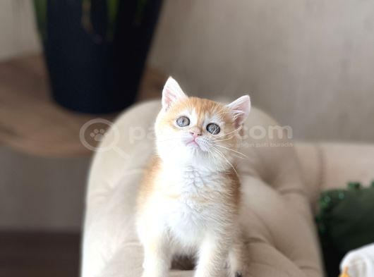 Safkan Scrli̇ Bri̇ti̇sh Shorthai̇r Golden Yavrum görsel