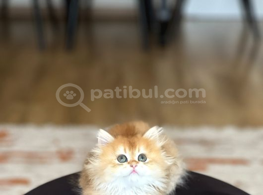 Şampi̇yon Genlere Sahi̇p Golden Bri̇ti̇sh Longhai̇r görsel