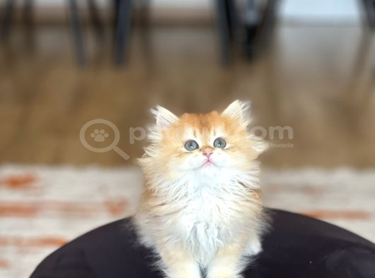 Şampi̇yon Genlere Sahi̇p Golden Bri̇ti̇sh Longhai̇r görsel