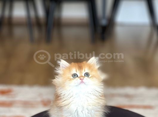 Şampi̇yon Genlere Sahi̇p Golden Bri̇ti̇sh Longhai̇r görsel