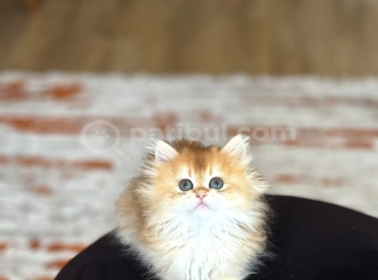 Şampi̇yon Genlere Sahi̇p Golden Bri̇ti̇sh Longhai̇r