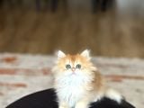 Şampi̇yon Genlere Sahi̇p Golden Bri̇ti̇sh Longhai̇r