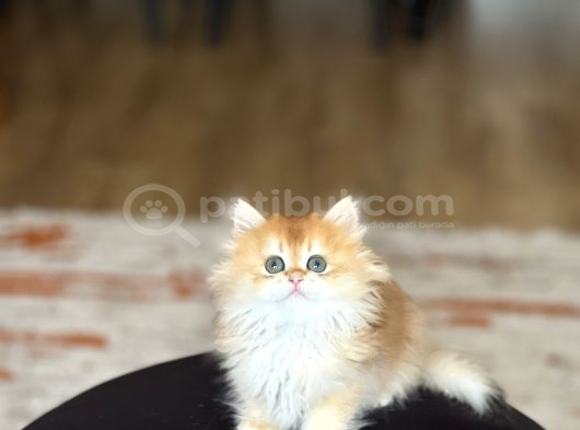 Şampi̇yon Genlere Sahi̇p Golden Bri̇ti̇sh Longhai̇r görsel