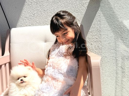 Kore Teacup Pomeranian Bebek görsel
