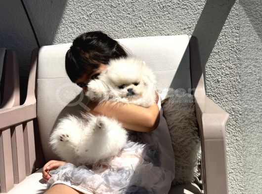 Kore Teacup Pomeranian Bebek görsel