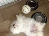 Kore Teacup Pomeranian Bebek
