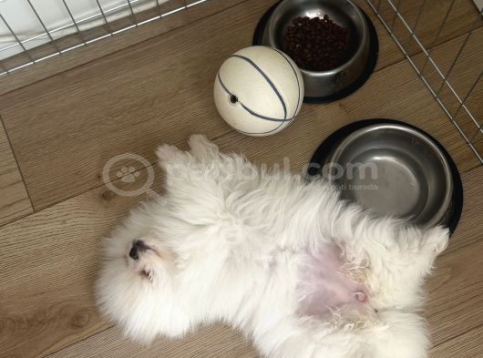 Kore Teacup Pomeranian Bebek görsel