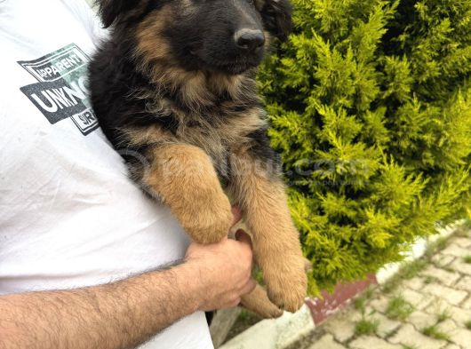 Irkın En Iyisi görsel