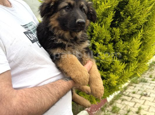 Irkın En Iyisi görsel