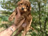 Core Toy Poodle Uygun