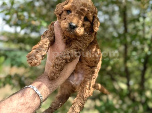 Core Toy Poodle Uygun görsel