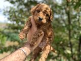 Core Toy Poodle Uygun