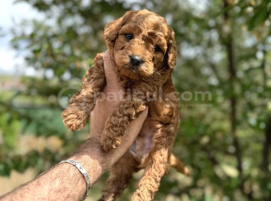 Core Toy Poodle Uygun görsel
