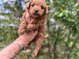 Core Toy Poodle Uygun