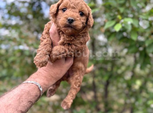Core Toy Poodle Uygun görsel