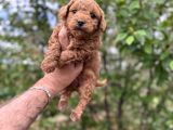 Core Toy Poodle Uygun