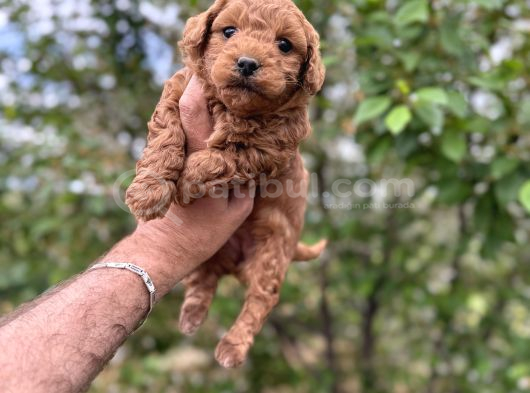 Core Toy Poodle Uygun görsel