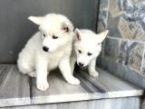 Kar Beyaz Husky Yavrularımız