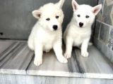 Kar Beyaz Husky Yavrularımız