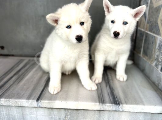 Kar Beyaz Husky Yavrularımız görsel