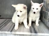 Kar Beyaz Husky Yavrularımız