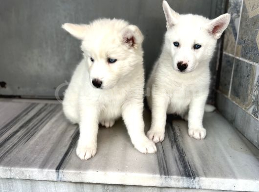 Kar Beyaz Husky Yavrularımız görsel